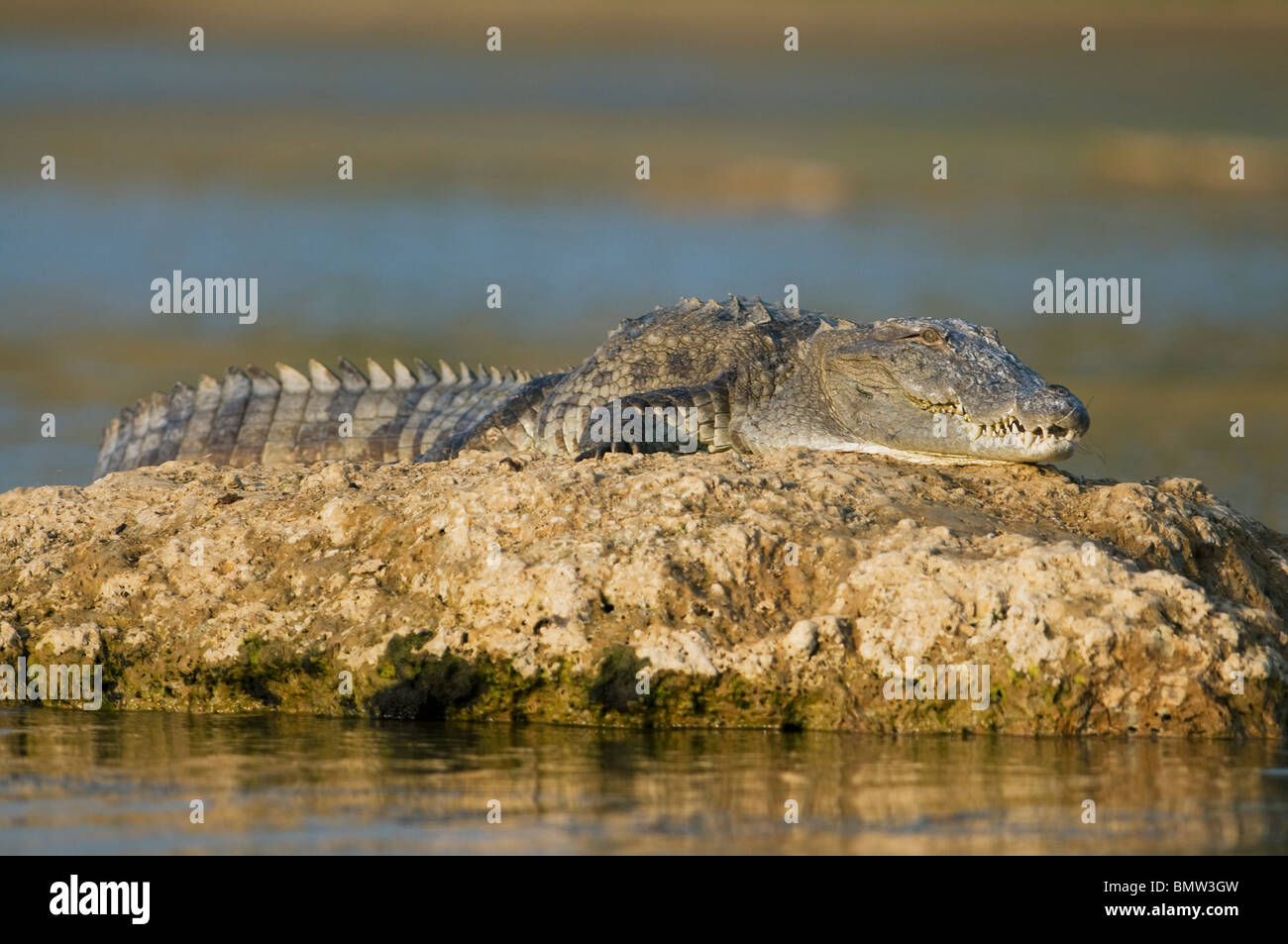 Straßenräuber oder Sumpf-Krokodil (Crocodylus Palustris) Chambal River, Madhya Pradesh Indien. Stockfoto