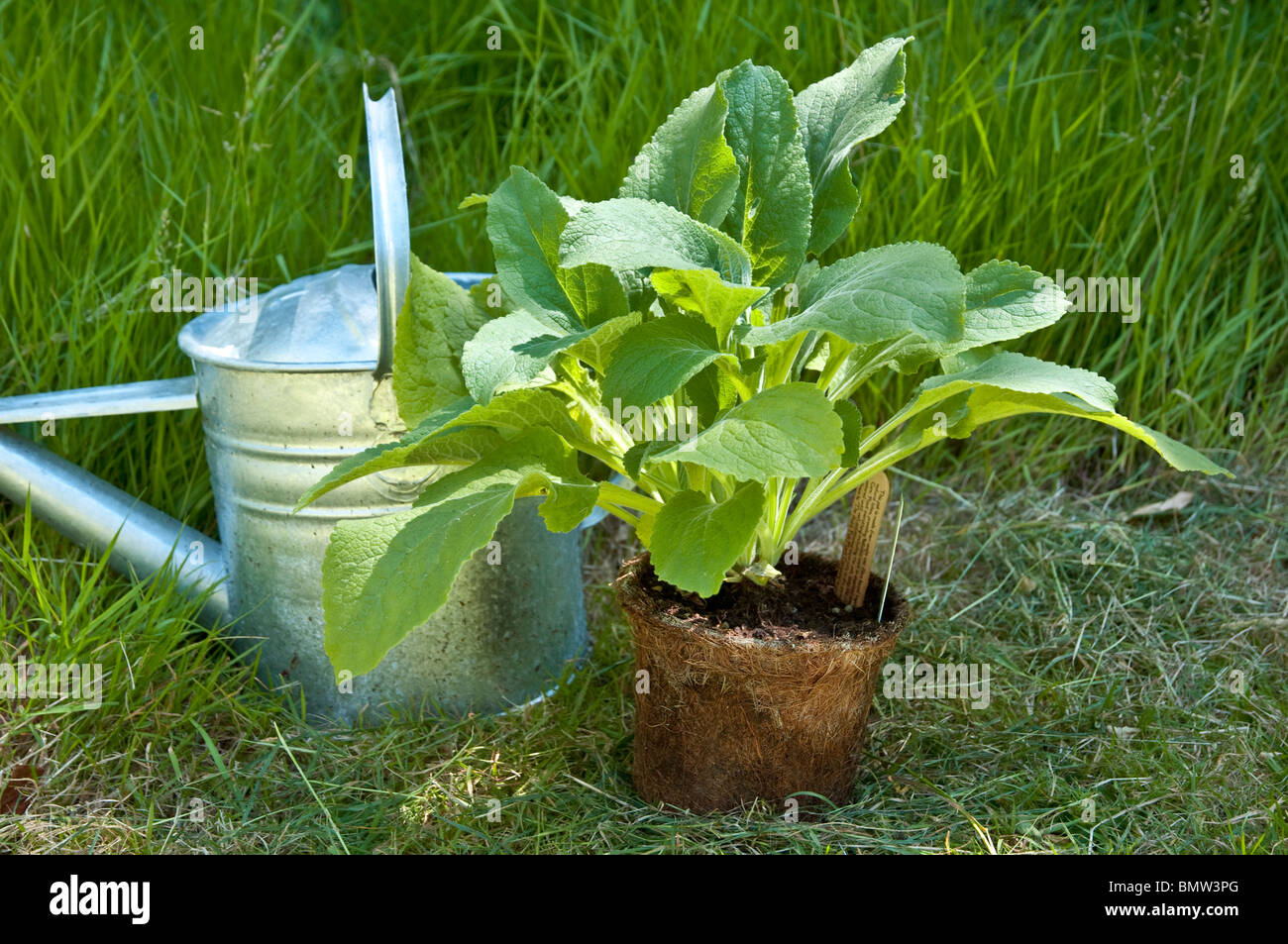 Eco-Kokos Pflanzen Topf; nicht aus Plastik, aber stattdessen biologisch abbaubar, mit wilden Fingerhut, in seinem Öko-Container gepflanzt werden. Stockfoto