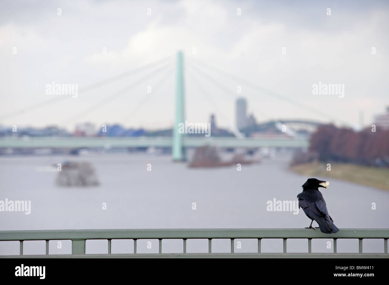 Crow mit Essen im Mund sitzen auf einer Brücke über den Rhein, Köln, Deutschland. Stockfoto