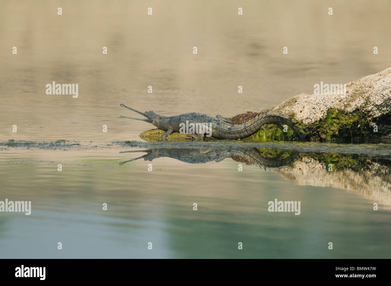 Gangesgavial (Gavialis Gangeticus), National Chambal Sanctuary, Madhya Pradesh, Indien: vom Aussterben bedrohte Stockfoto