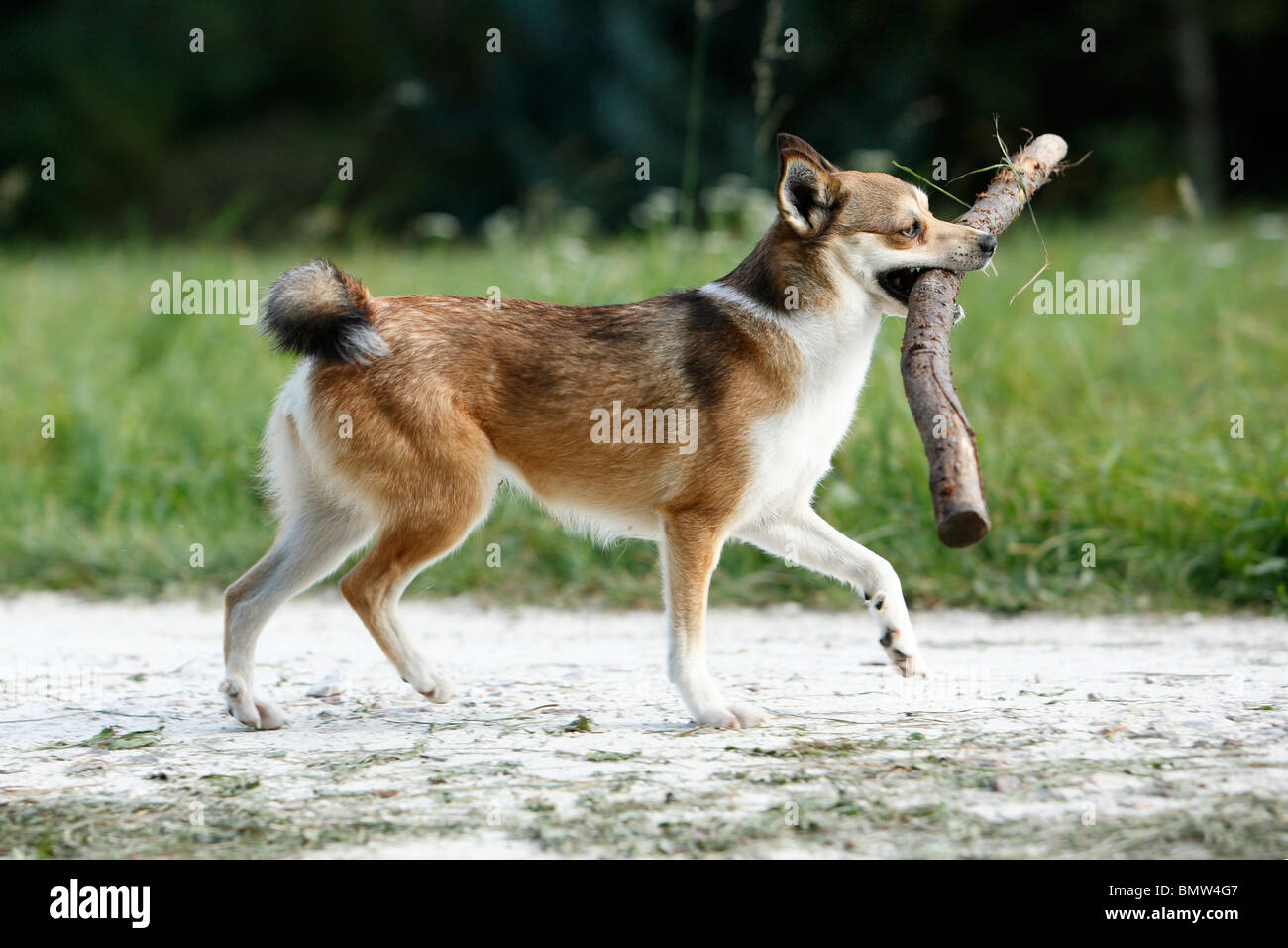 Norwegischer Lundehund (Canis Lupus F. Familiaris), zu Fuß auf einem Feldweg mit einem Stock im Maul, Deutschland Stockfoto