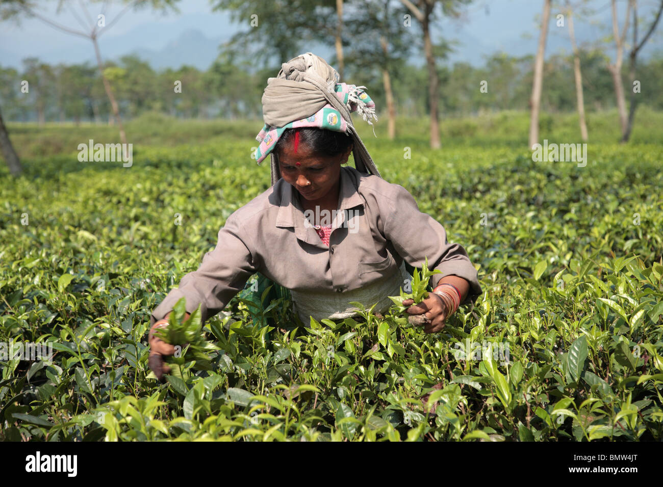 Eine Frau, Kommissionierung Tee in Assam Tal, Nordost-Indien. Stockfoto