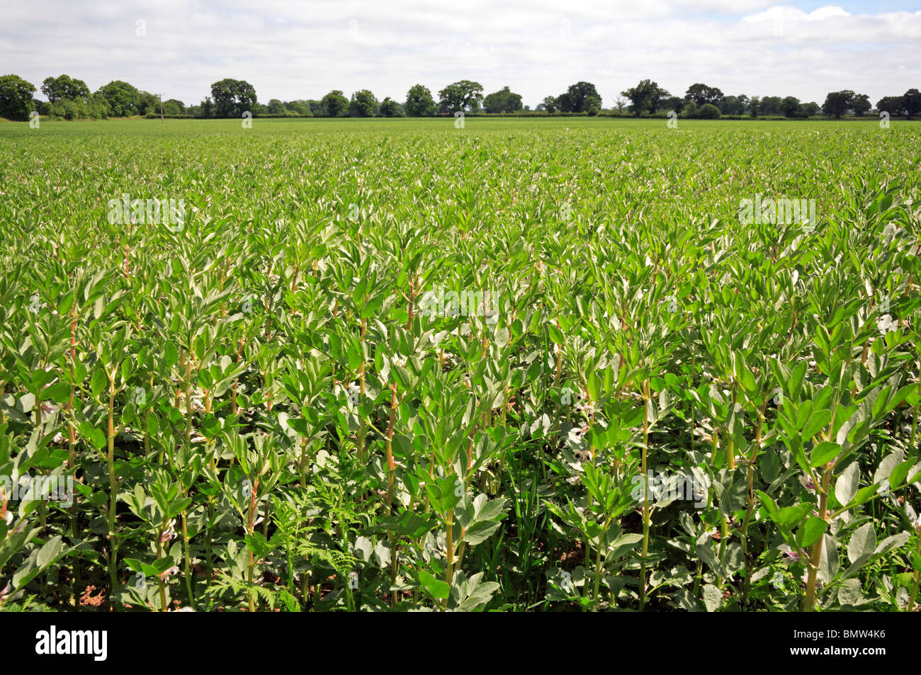 Eine Ernte von dicken Bohnen angebaut auf einem Bauernhof Norfolk in England, Vereinigtes Königreich. Stockfoto