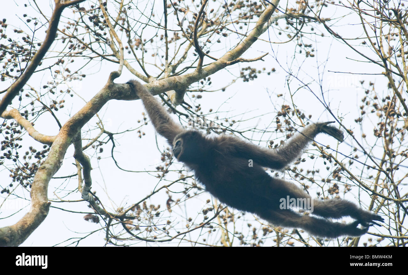 Westlichen Hoolock Gibbons (Hoolock Hoolock) Gibbon Wildlife Sanctuary, Assam, Indien - WILD - weiblich hangeln Stockfoto