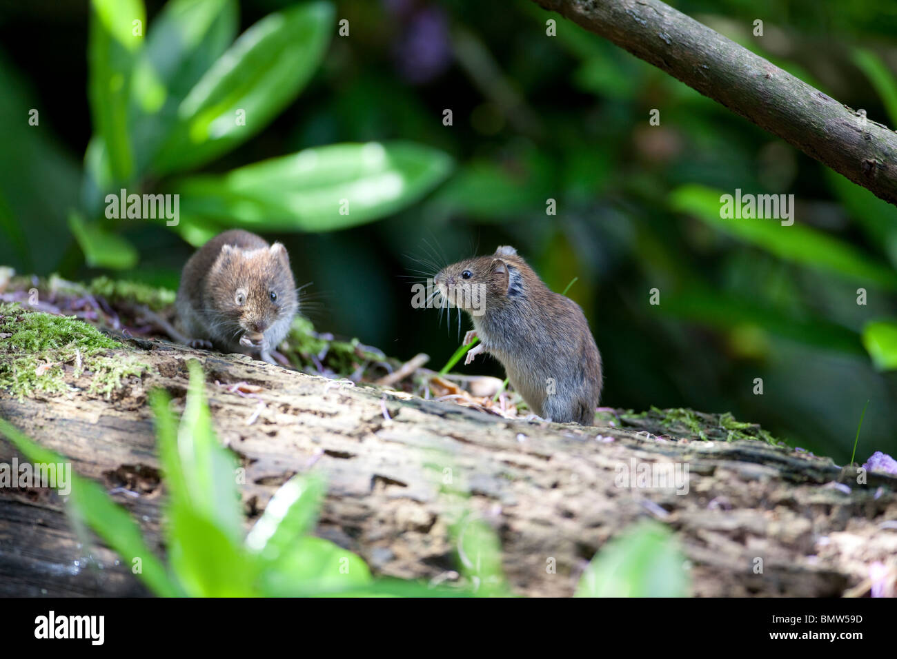 Ein paar kleine Bank Wühlmäuse (Myodes Glareolus) raus in die Sonne zu ernähren sich von verrottenden Log und sammeln einen Vorrat an Lebensmitteln Stockfoto