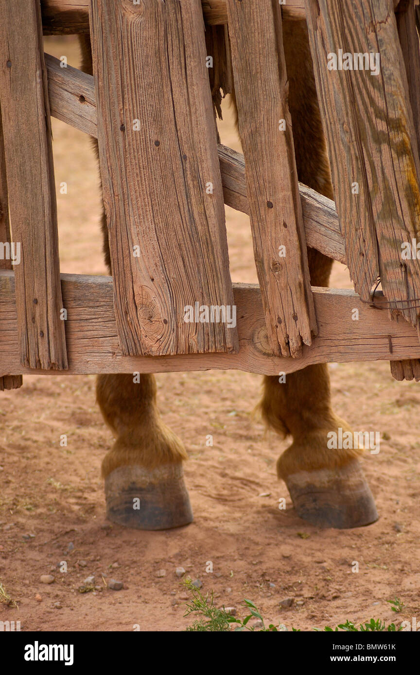 Hufe des Pferdes in verwittertem Holz Corral Arizona Stockfoto