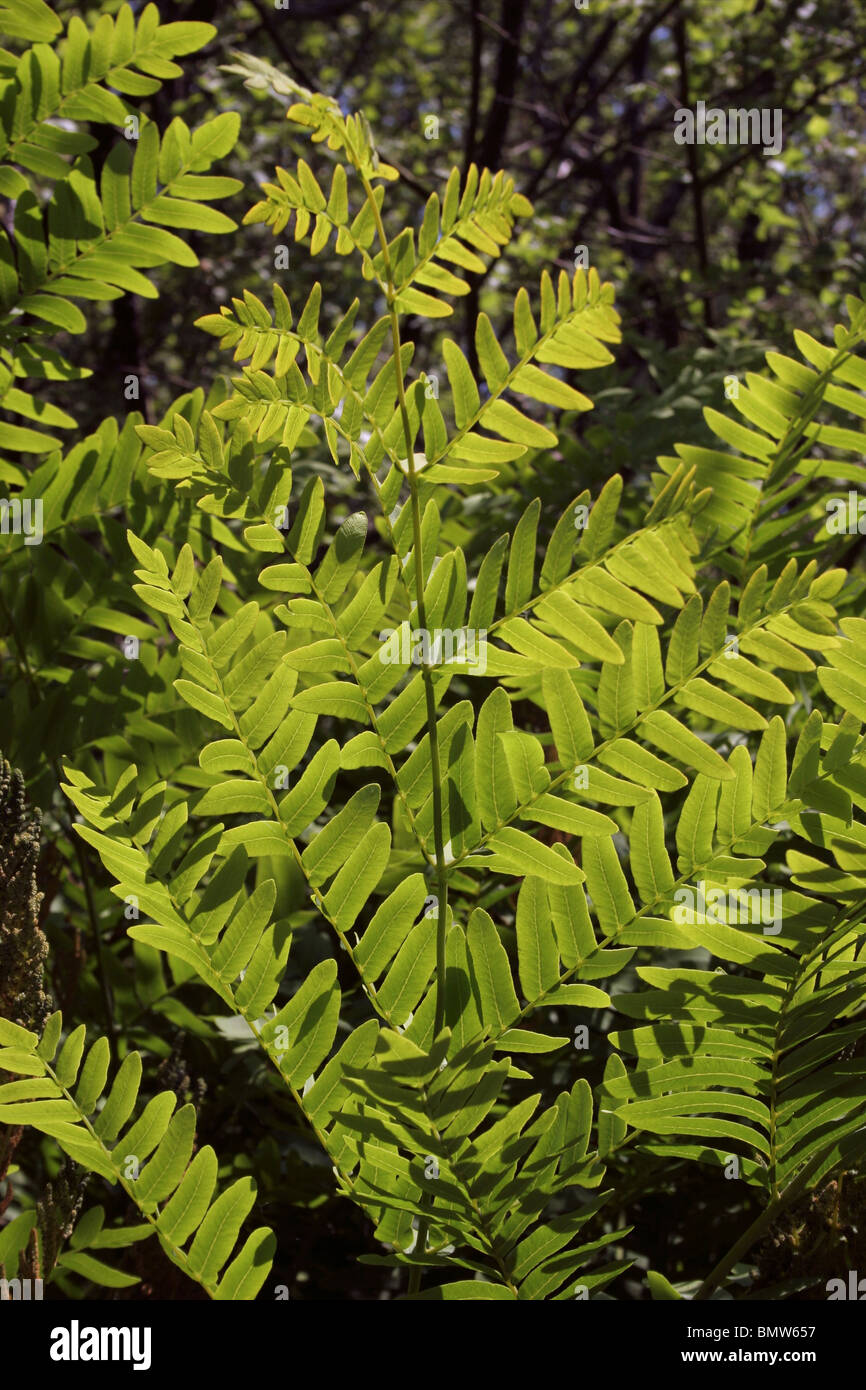 Königsfarn (Osmunda Regalis) Wedel Hintergrundbeleuchtung, UK. Stockfoto