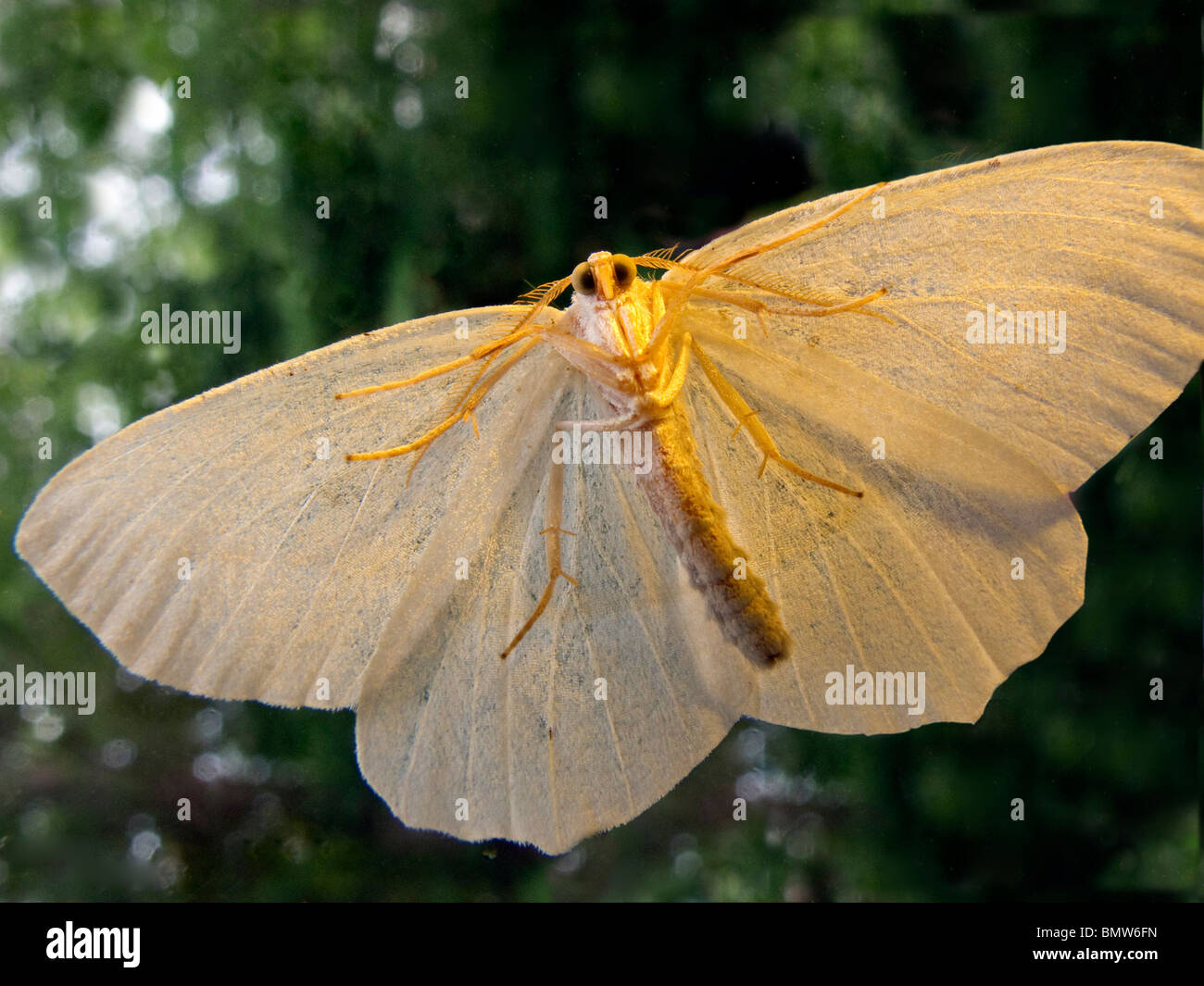 Motte auf Glastür. Stockfoto