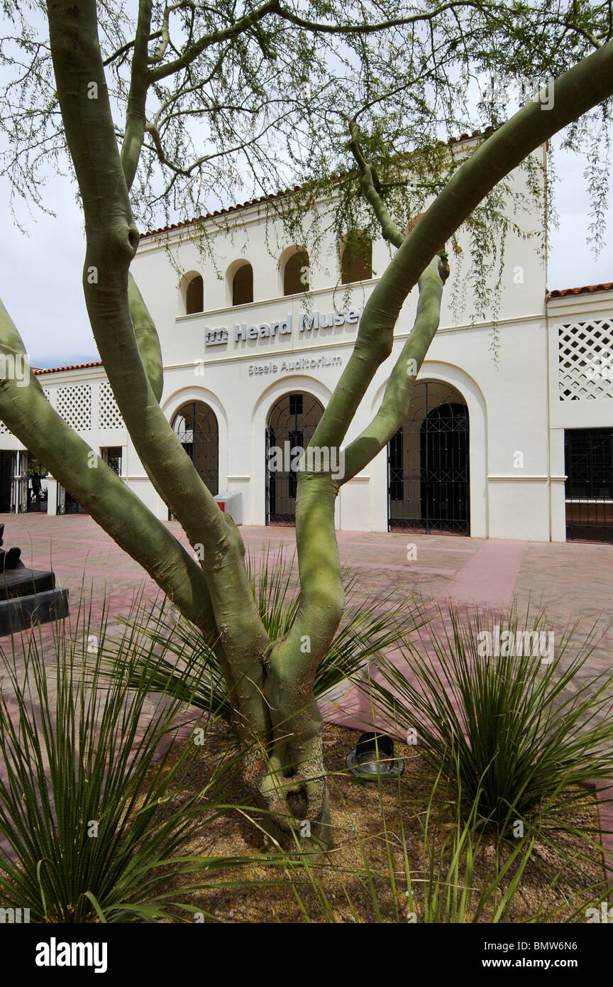Palo Verde Baum vor dem gehört Museum der einheimischen Kulturen und Künste, Phoenix, AZ Stockfoto