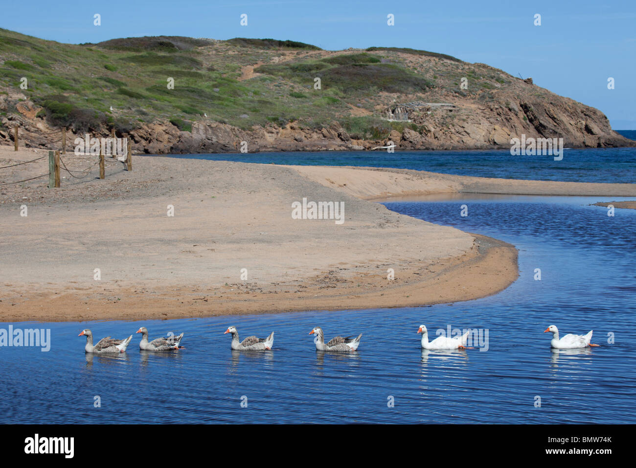 Graugänse am Wasser mit Strand Hintergrund Stockfoto