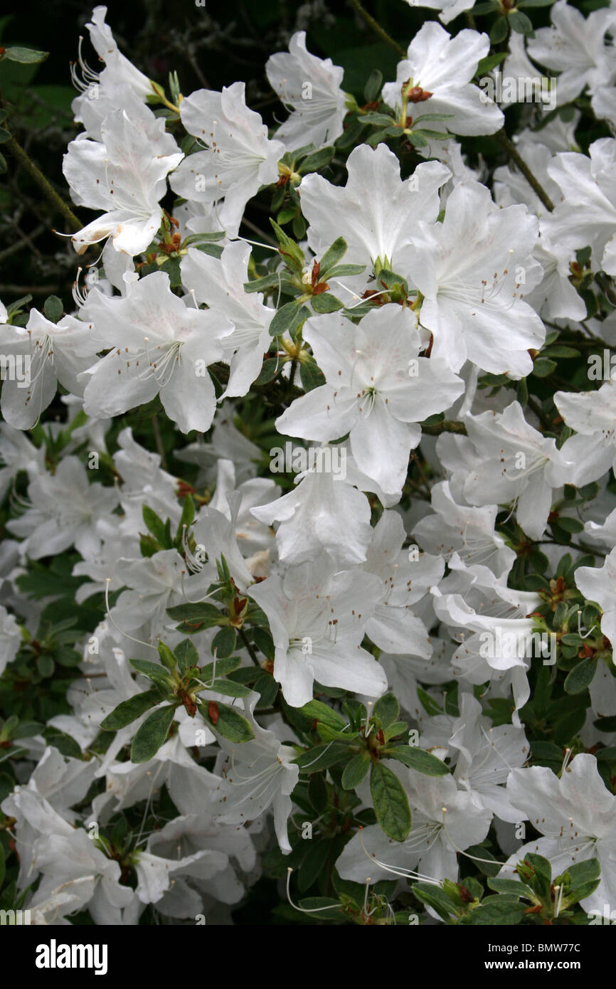 Weiße Azalee Blüten mit gelben Splash am Ness Botanic Gardens, Wirral, UK Stockfoto