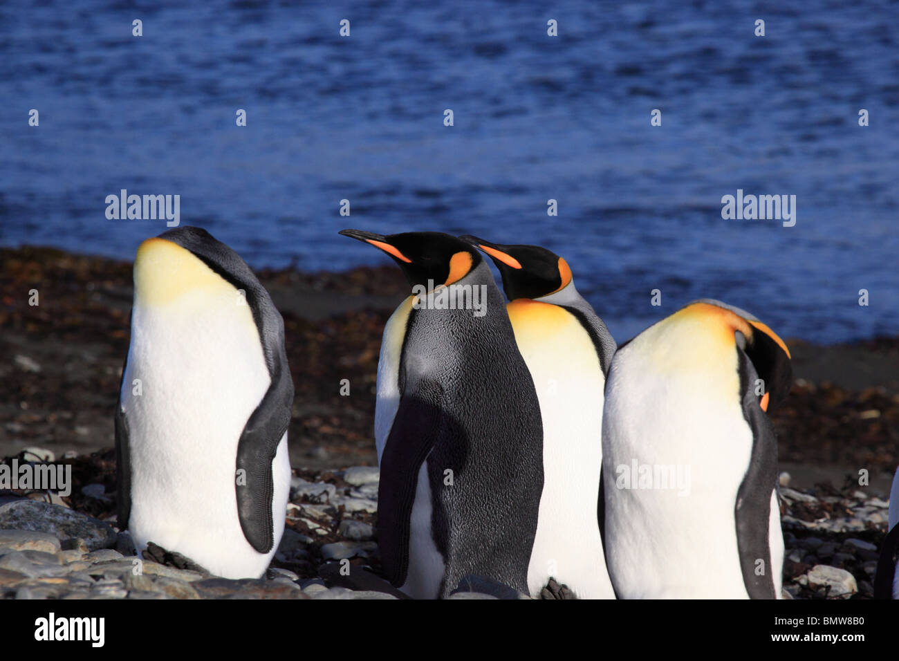 Gruppe der Königspinguine in Grytviken Antarktis Stockfoto