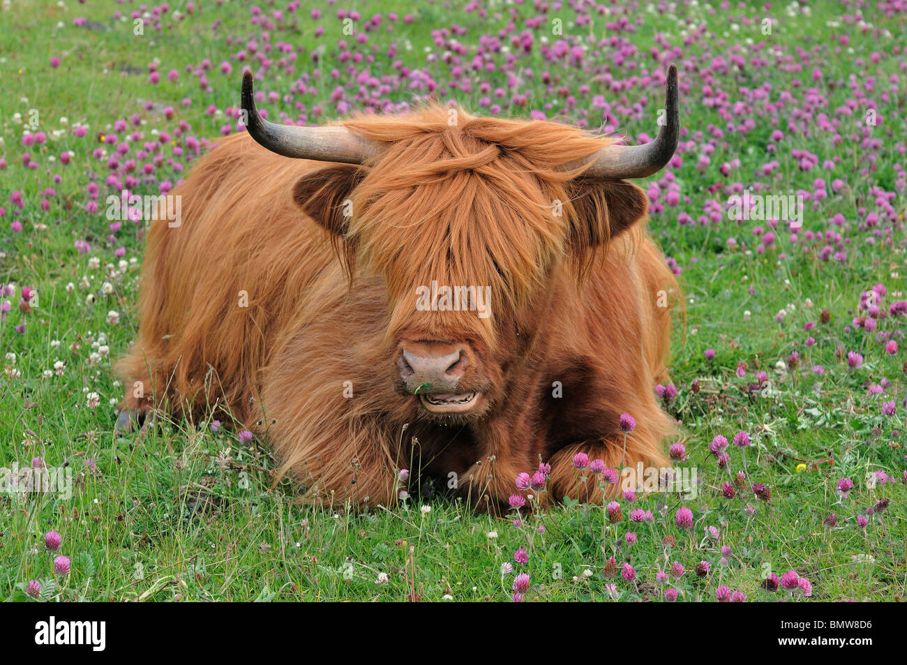Highland-Kuh (Heilan Coo), Isle of Lewis, Schottland Stockfoto