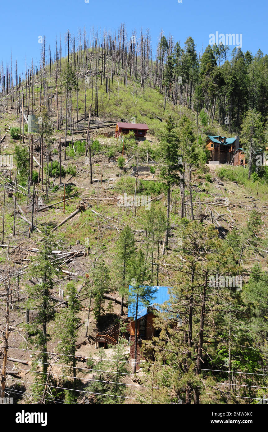 Bäume erfolgt durch das Aspen Feuer 2003 Wurf Summerhaven auf Mount Lemmon in den Santa Catalina Mountains, Arizona, USA. Stockfoto