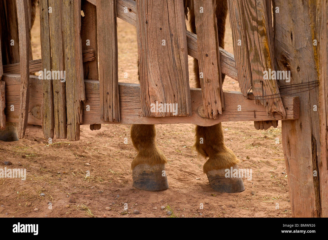 Hufe des Pferdes in verwittertem Holz Corral Arizona Stockfoto