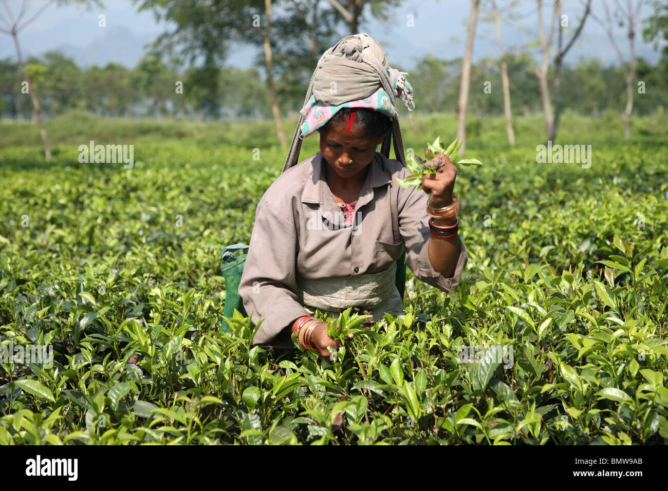 Eine Frau, Kommissionierung Tee in Assam Tal, Nordost-Indien. Stockfoto