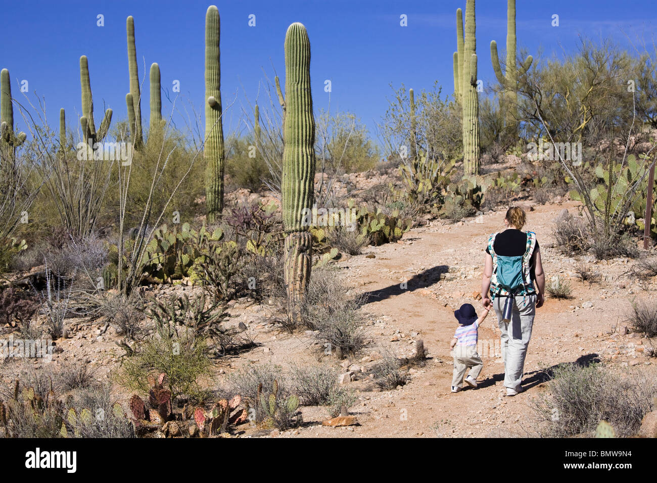 Mutter und Sohn wandern im Saguaro National Park, Arizona. Stockfoto