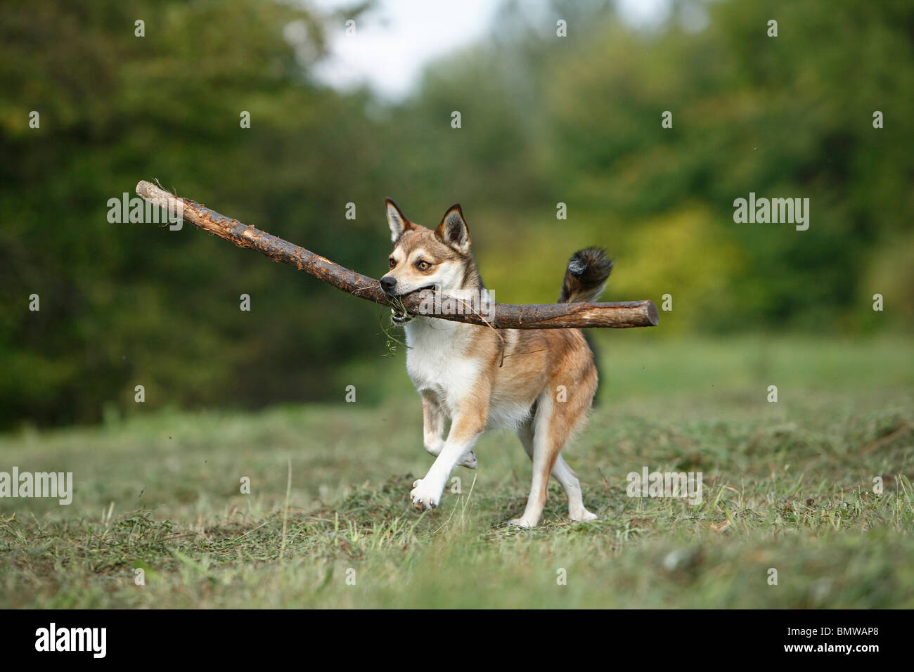 Norwegischer Lundehund (Canis Lupus F. Familiaris), zu Fuß auf einer Wiese mit einem Stock im Maul, Deutschland Stockfoto