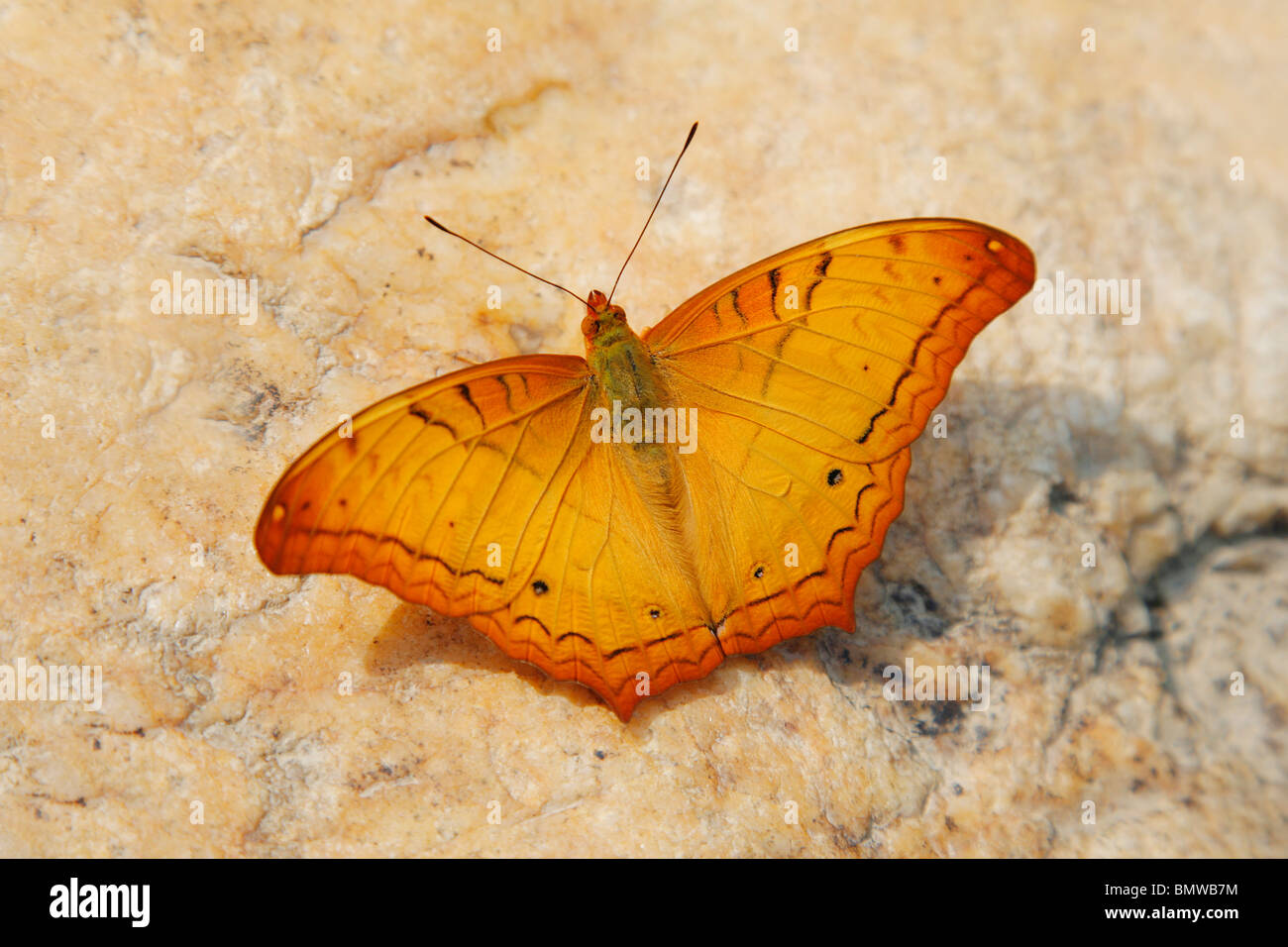 Orange Cruiser Schmetterling fotografiert in Laos. (Vindula Erota) Stockfoto