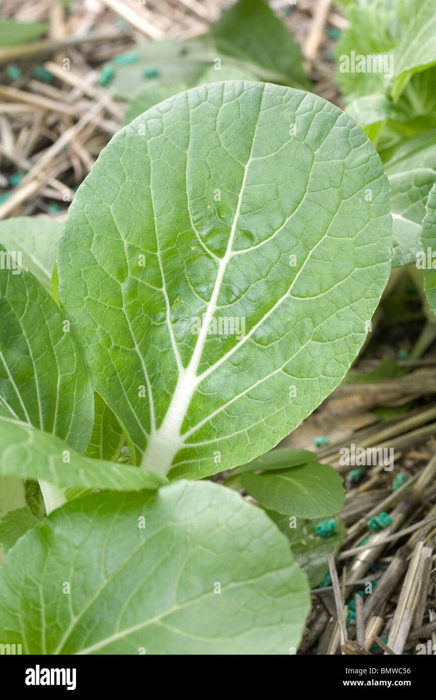 Bok oder Pak Choy chinesische Kohlblatt wächst in einem home Gemüsegarten Stockfoto