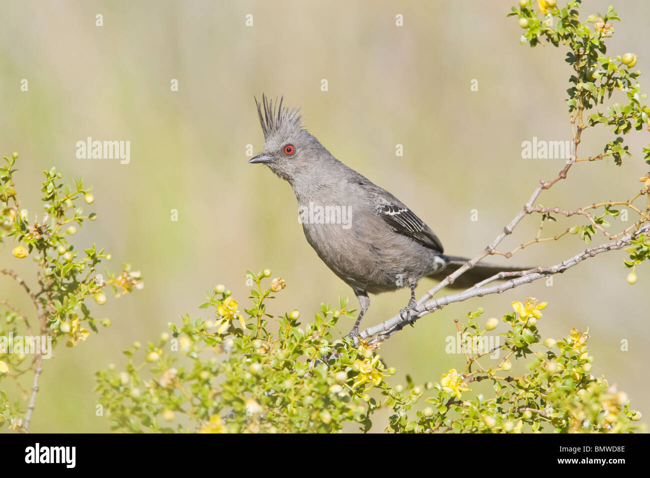 Weibliche Phainopepla in Kreosotbusch Stockfoto