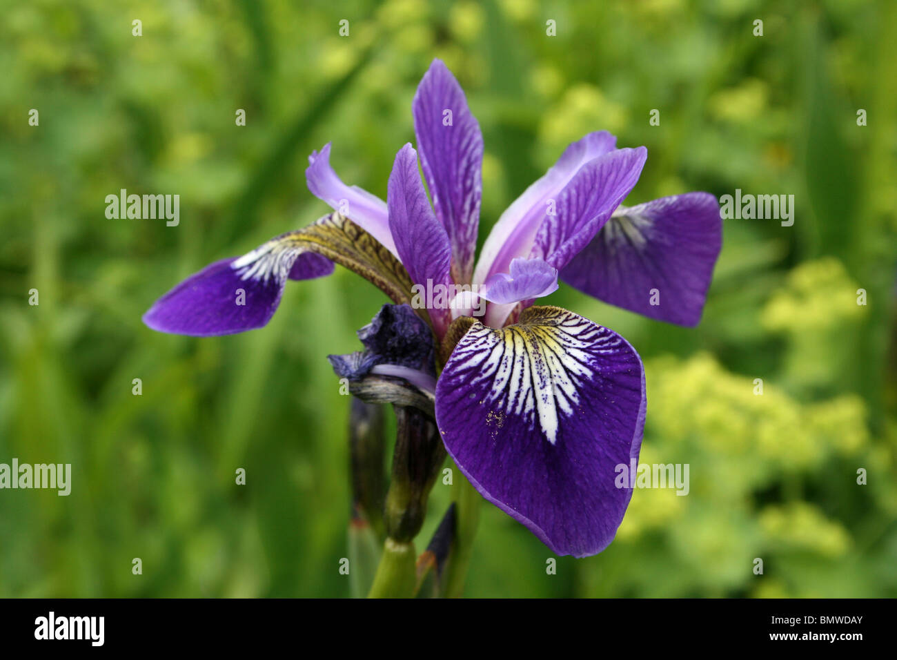 Blaue Flagge Iris versicolor besessenen Ness Botanical Gardens, Wirral, UK Stockfoto