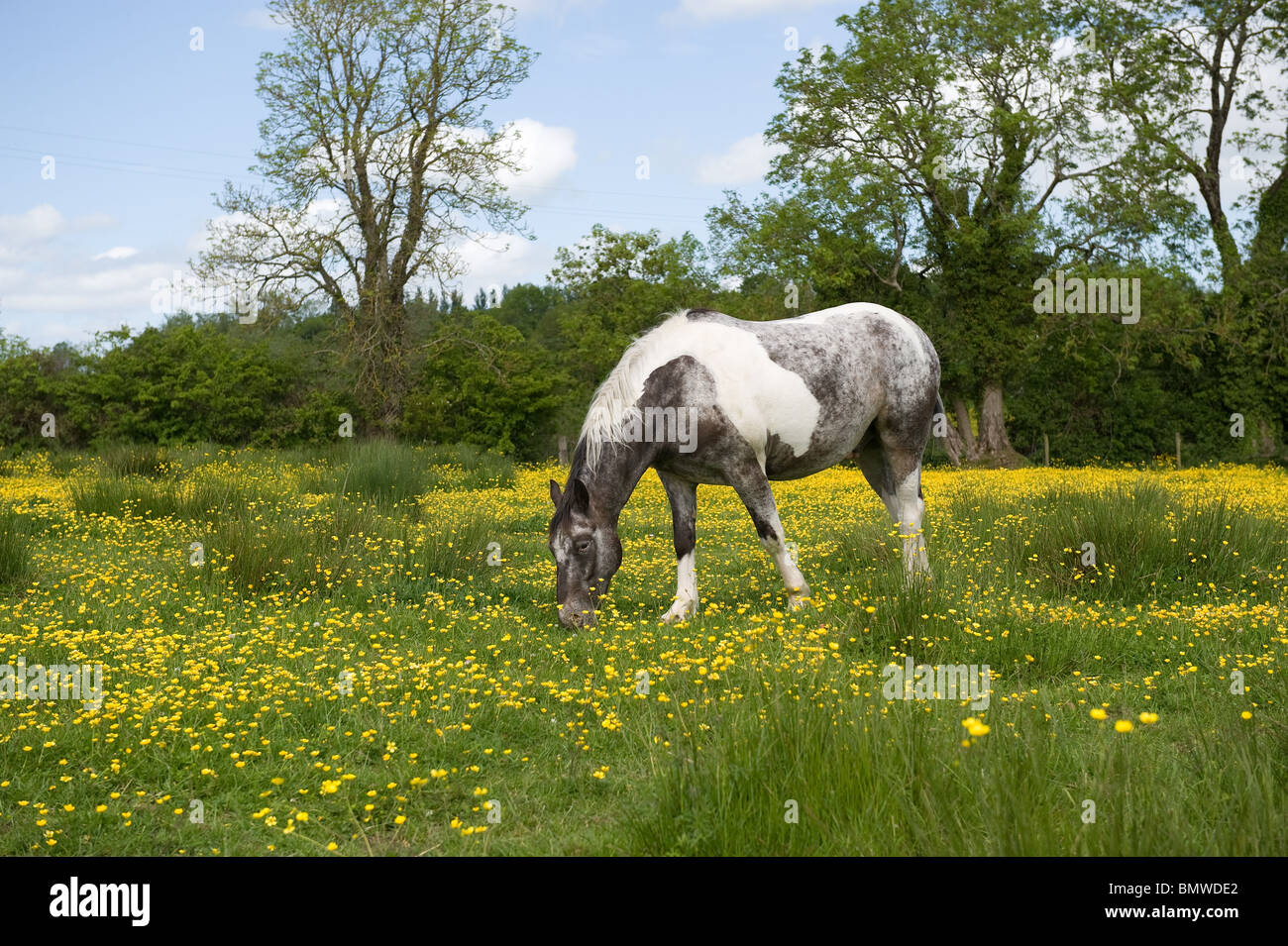Pferd und Butterblume Wiese in eine Sommerzeit Stockfoto