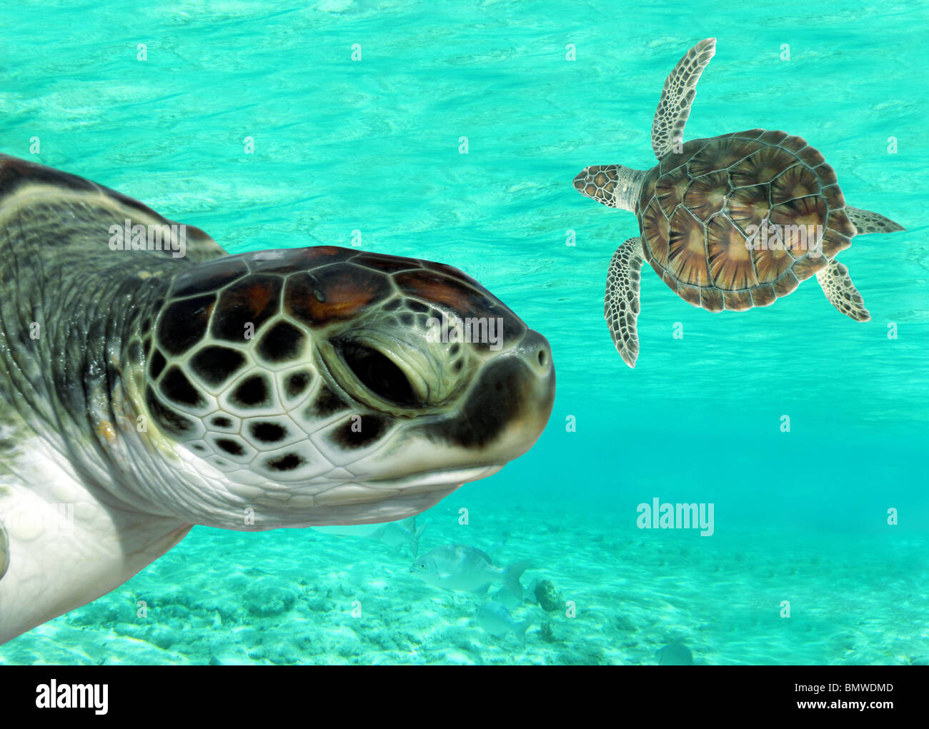 Grüne Meeresschildkröten schwimmen in klaren Gewässern der Karibik Stockfoto