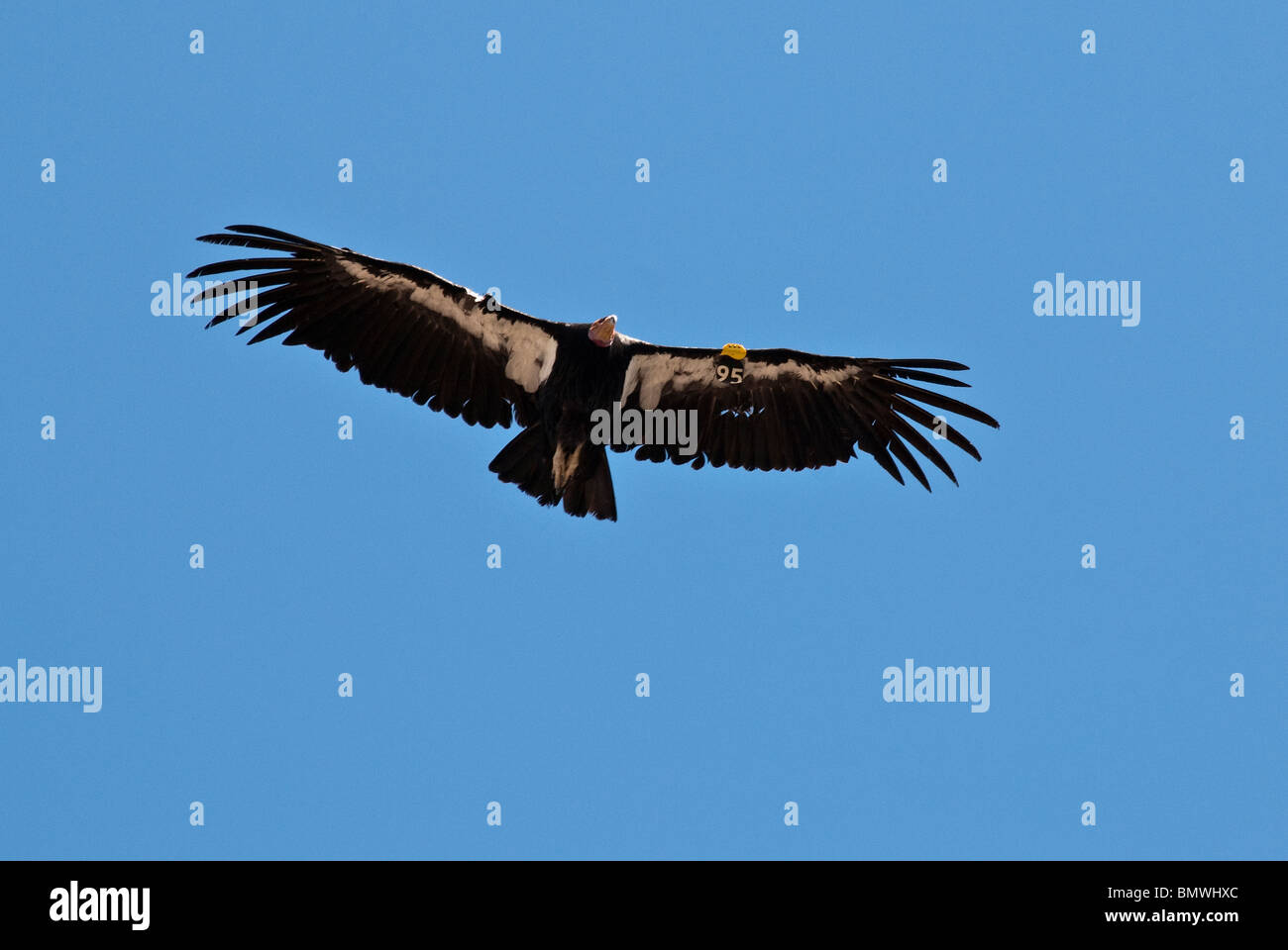 Kalifornien-Kondor Gymnogyps Californianus Grand-Canyon-Nationalpark Arizona USA Stockfoto