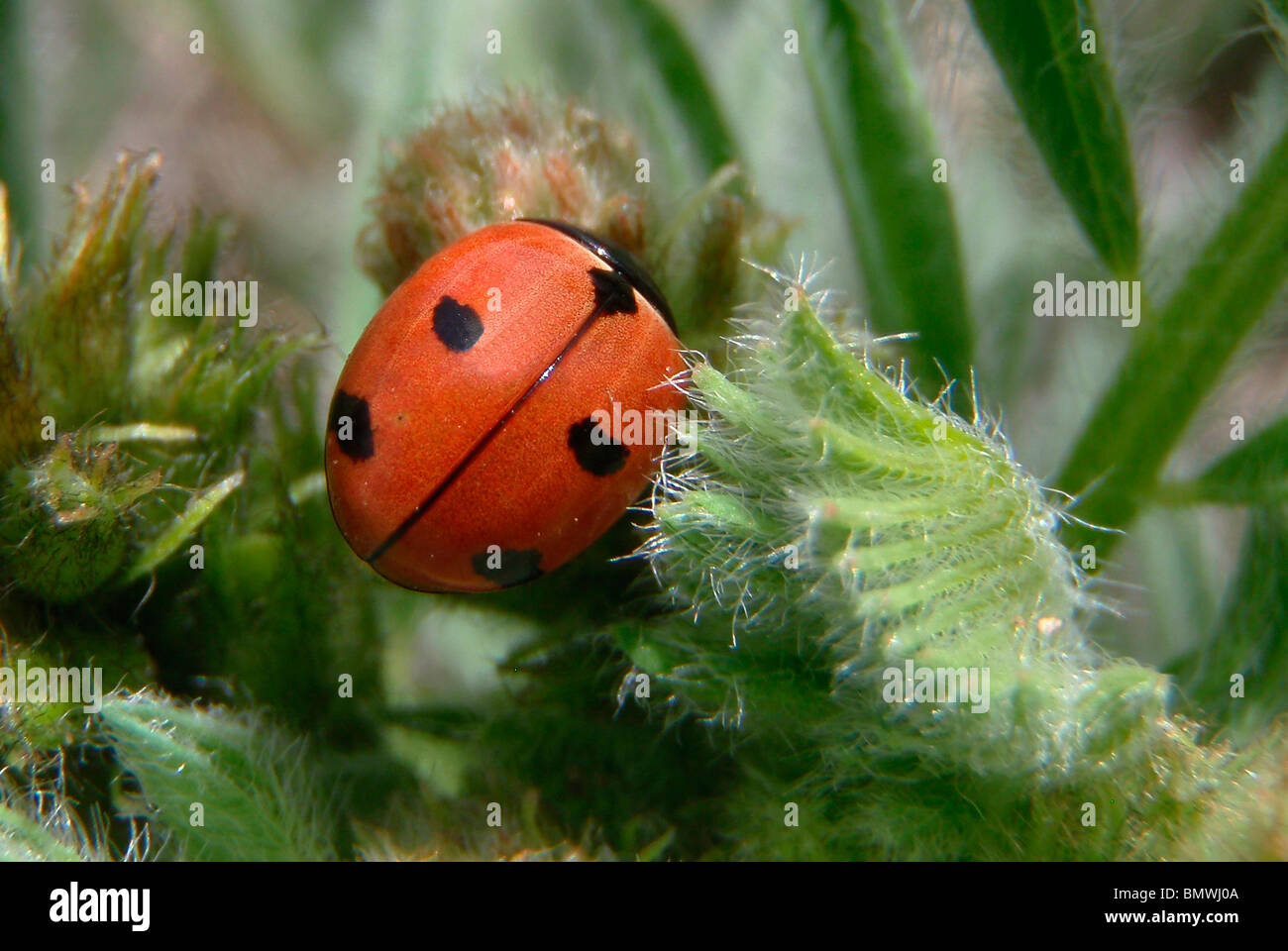 Multicolored Asian Lady Beetle Harmonia Axyridis Rio Grande County Colorado USA Stockfoto
