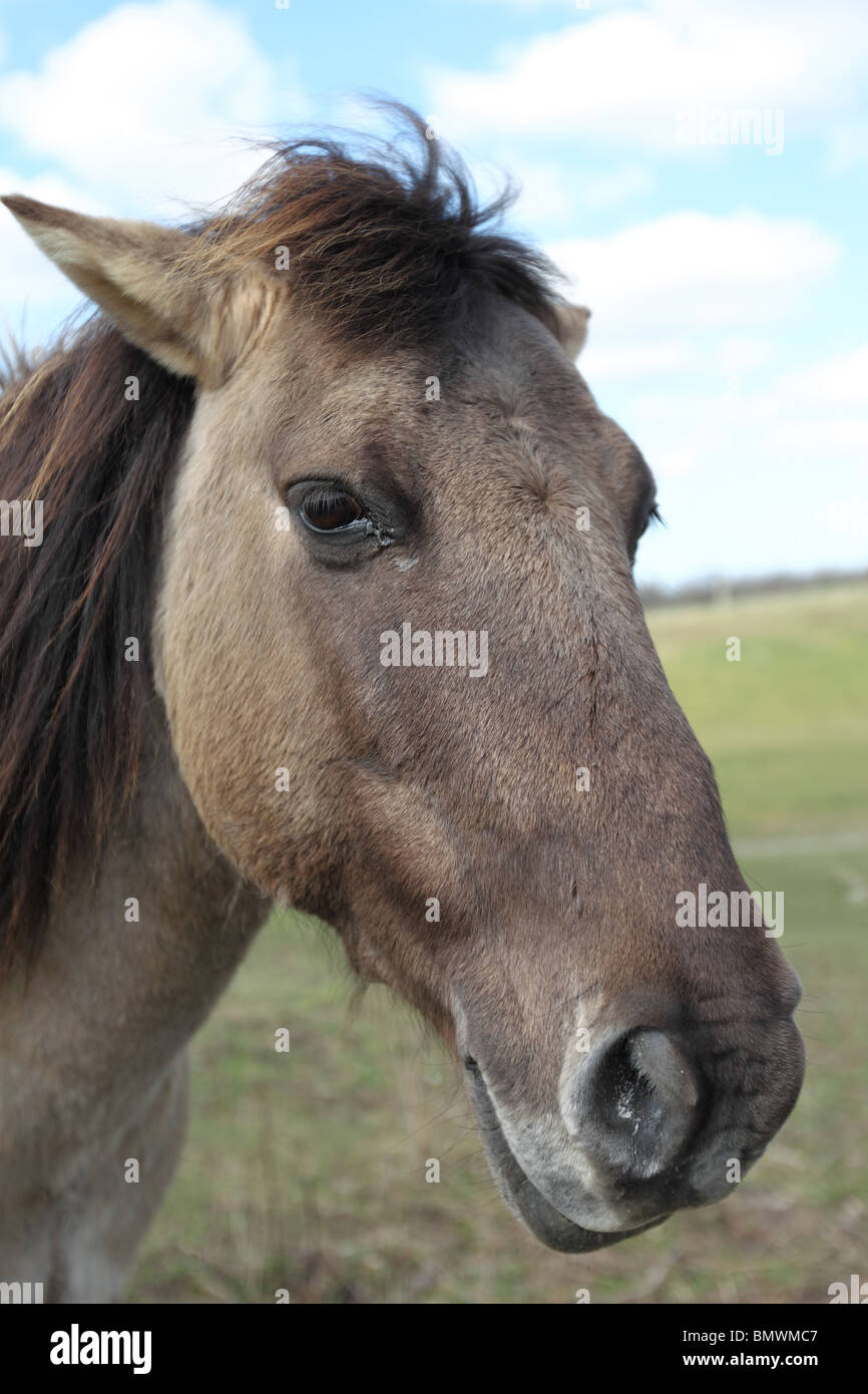 Konik-Pferd Biłgoraj Konik (Equus Ferus Caballus) Stockfoto