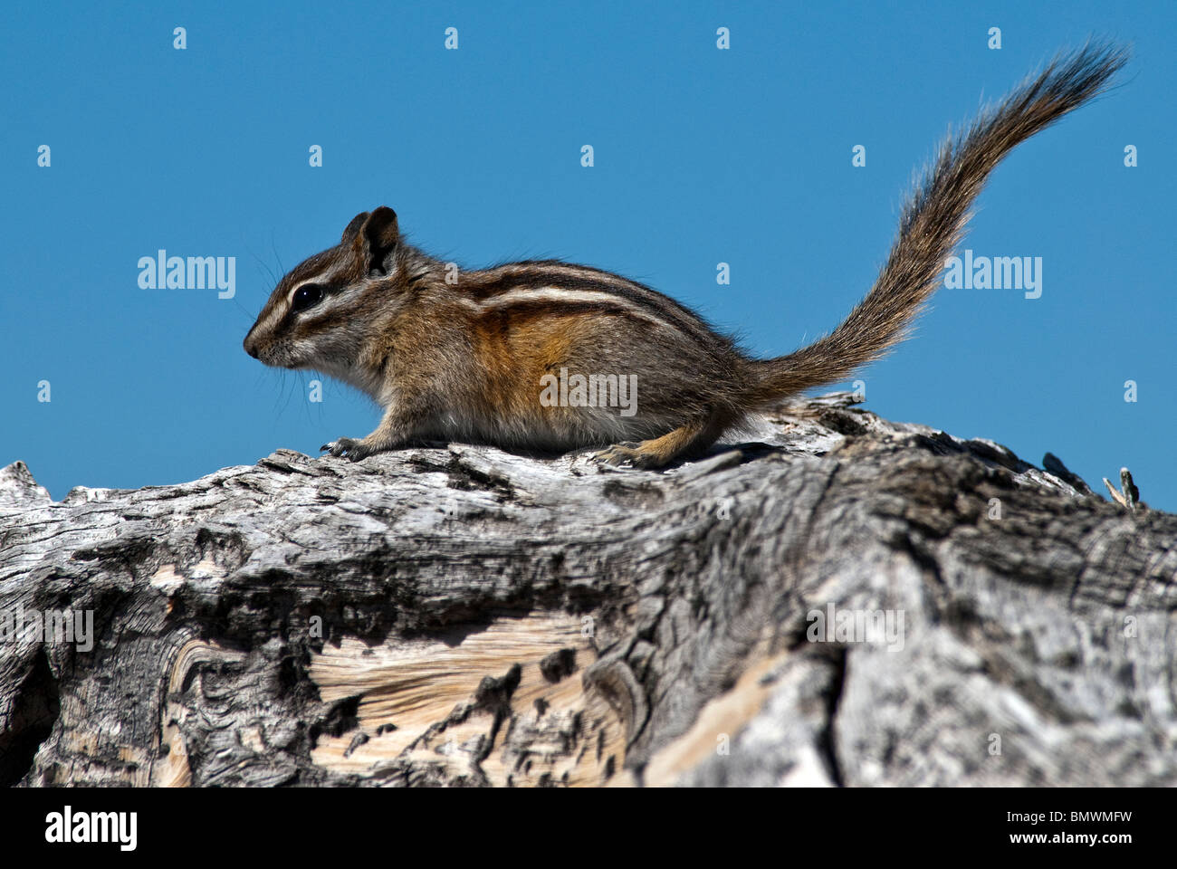 Wenigsten Chipmunk Tamias ZIP auf Bristlecone Kiefer Haken Rio Grande National Forest Colorado USA Stockfoto