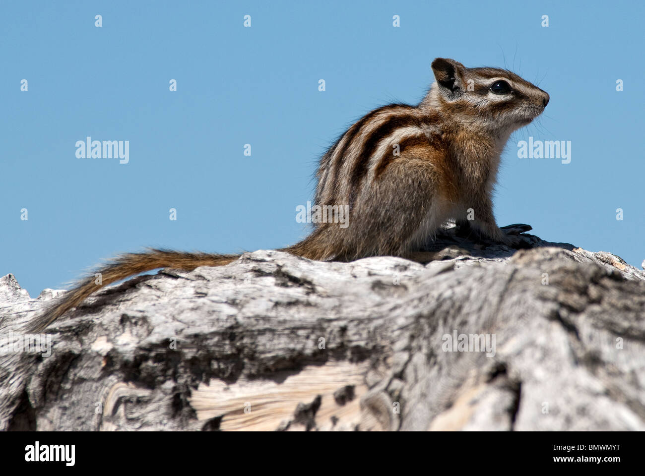Wenigsten Chipmunk Tamias ZIP auf Bristlecone Kiefer Haken Rio Grande National Forest Colorado USA Stockfoto