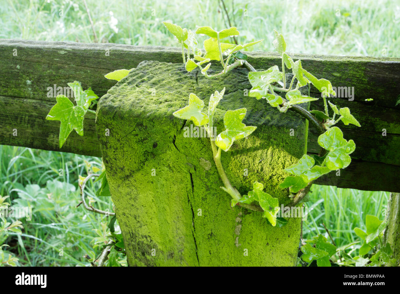 Regentropfen auf grünen grünes Wachstum von Efeu und Moos auf hölzernen Zaun-Pfosten-Riegel Stockfoto