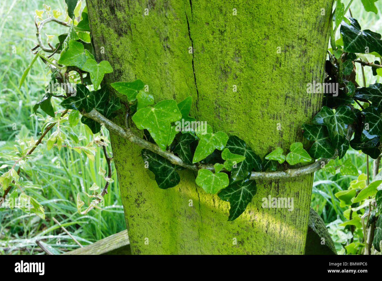 Regentropfen auf grünen grünen Wachstums des Efeus und Moos auf Holzzaun Posten Stockfoto