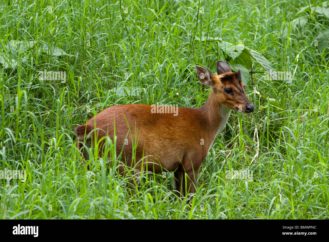 Bellende Hirsche.  Mysore, Karnataka Zustand, Indien. Stockfoto