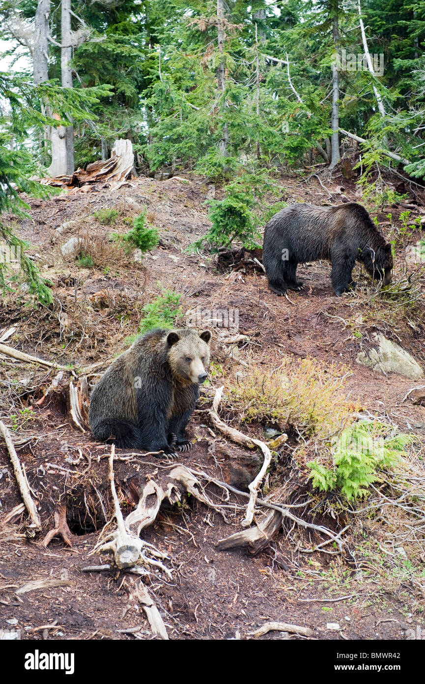 Zwei verwaiste Grizzlybären (cooler und Grinda) am Grouse Mountain, Vancouver, Kanada Stockfoto