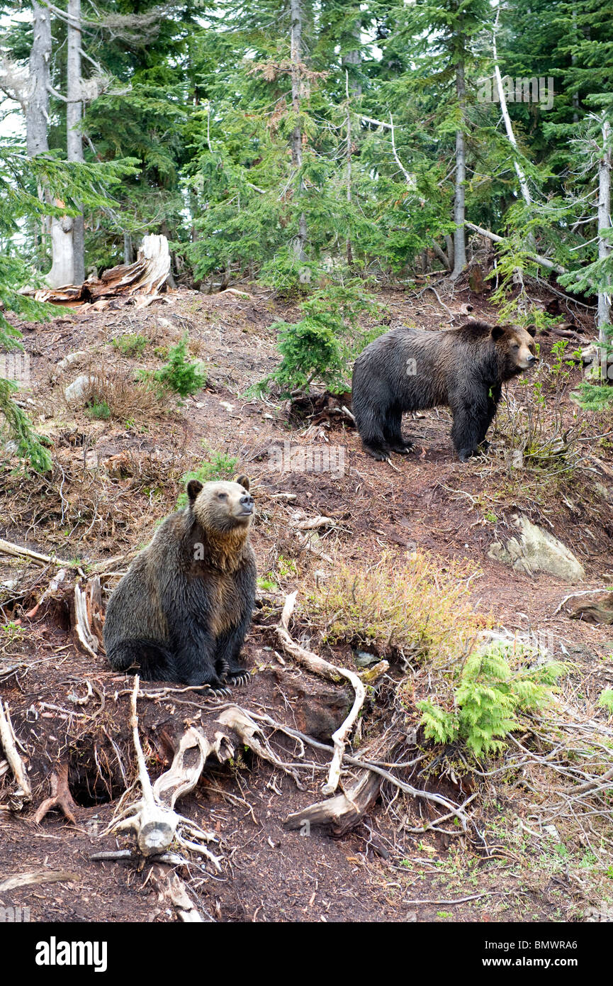 Die zwei Waise trägt Grizzly cooler und Grinda auf Grouse Mountain, Vancouver, Kanada Stockfoto