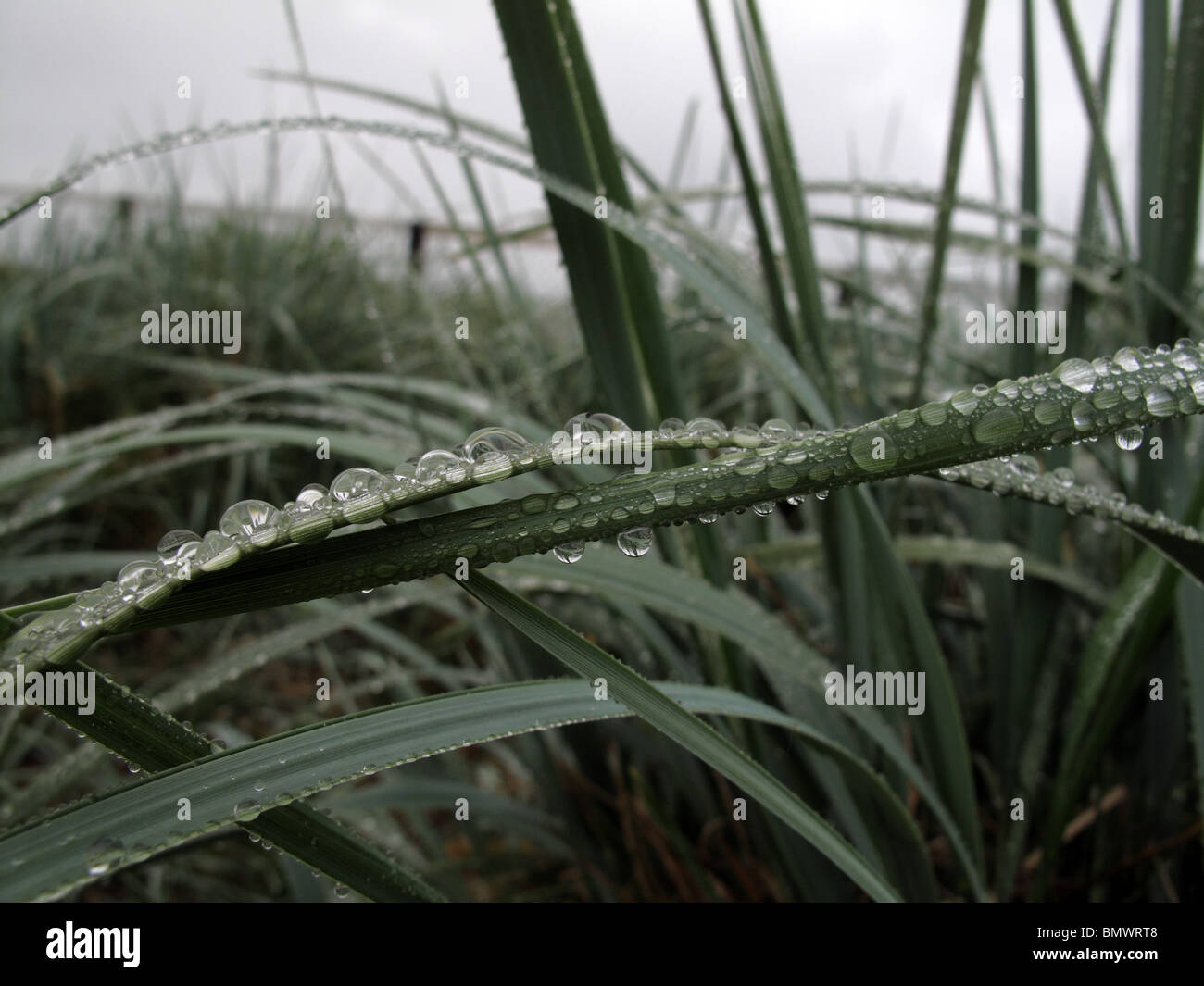 Regen Sie auf Dünengebieten Grass (Ammophila Arenaria) Stockfoto