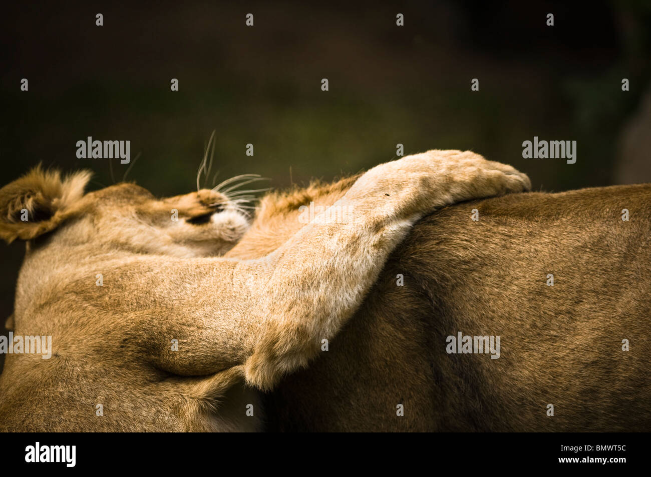 Asiatische Löwen (Panthera Leo Persica) - zwei asiatischen Löwen, männlich und weiblich, spielen - Juli, Planckendael Zoo, Belgien Stockfoto