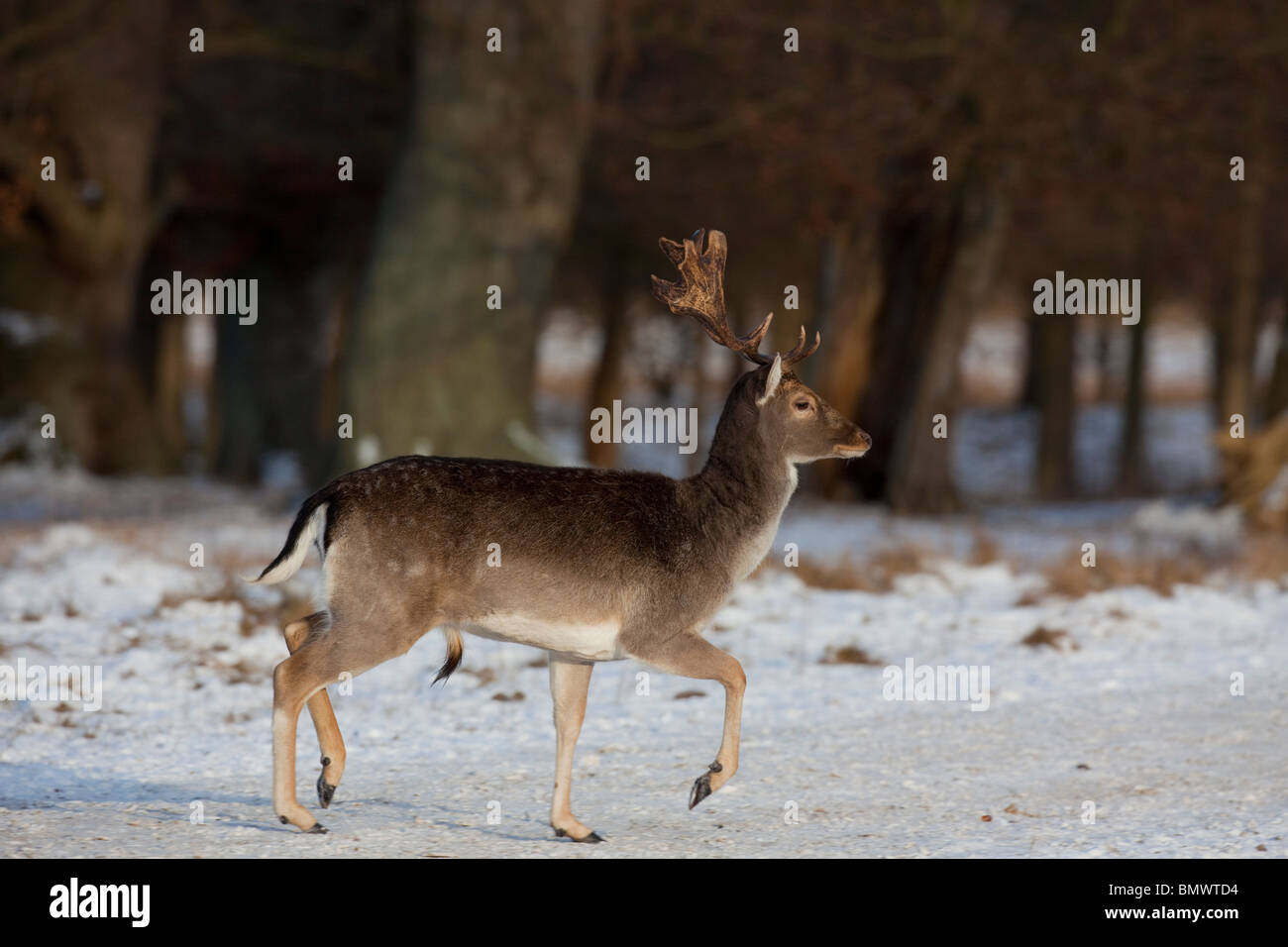 Damhirsch (Dama Dama). Hirsch im Schnee wandern. Stockfoto