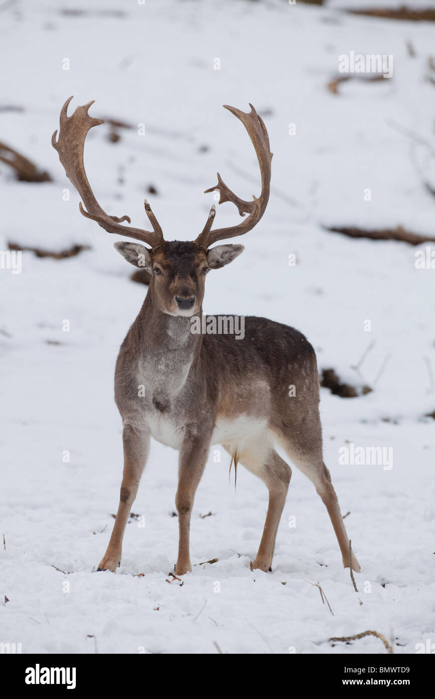 Damhirsch (Dama Dama). Hirsch stehend auf Schnee. Stockfoto