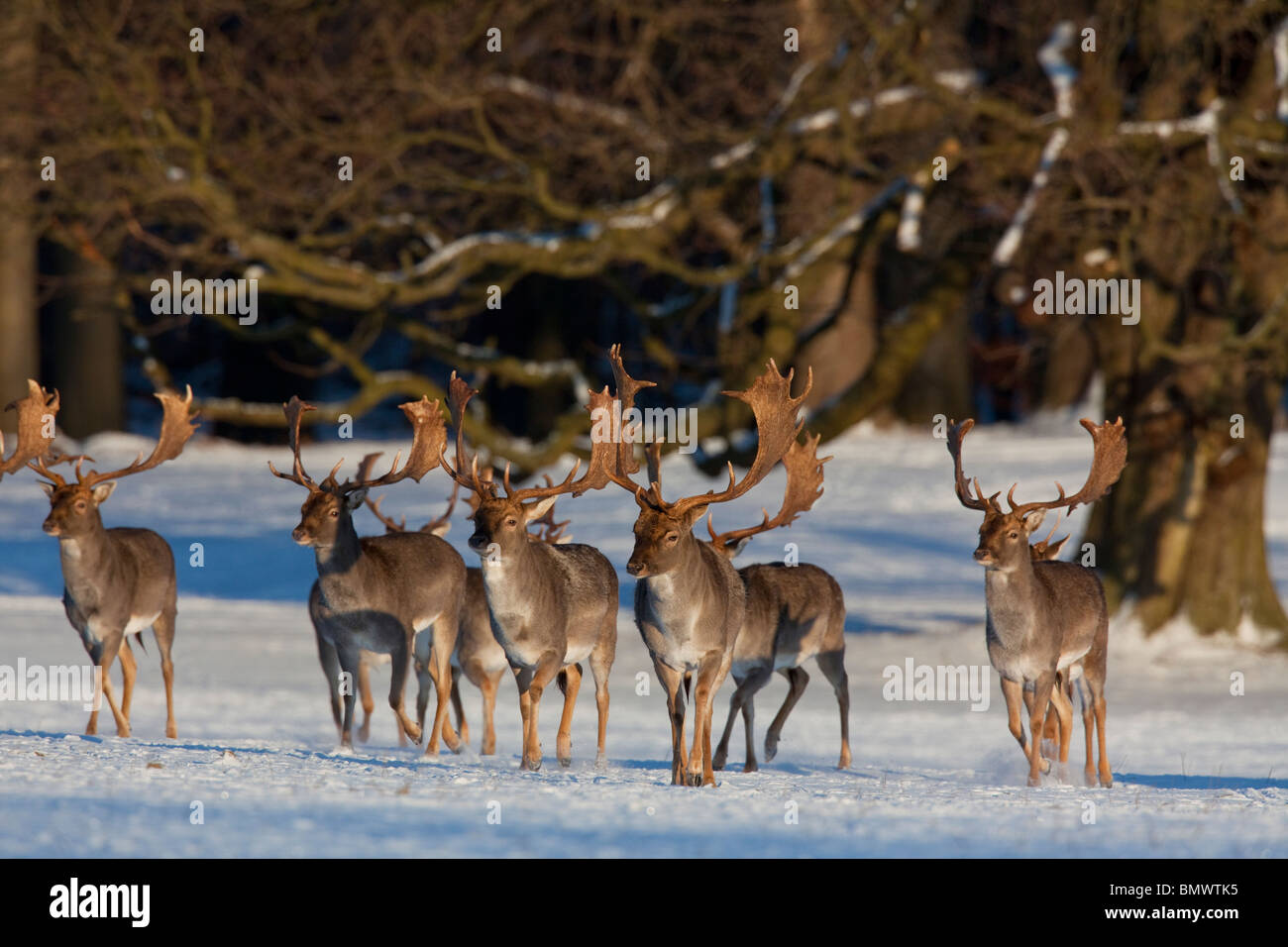 Damhirsch (Dama Dama). Gruppe von Hirschen im Winter. Stockfoto