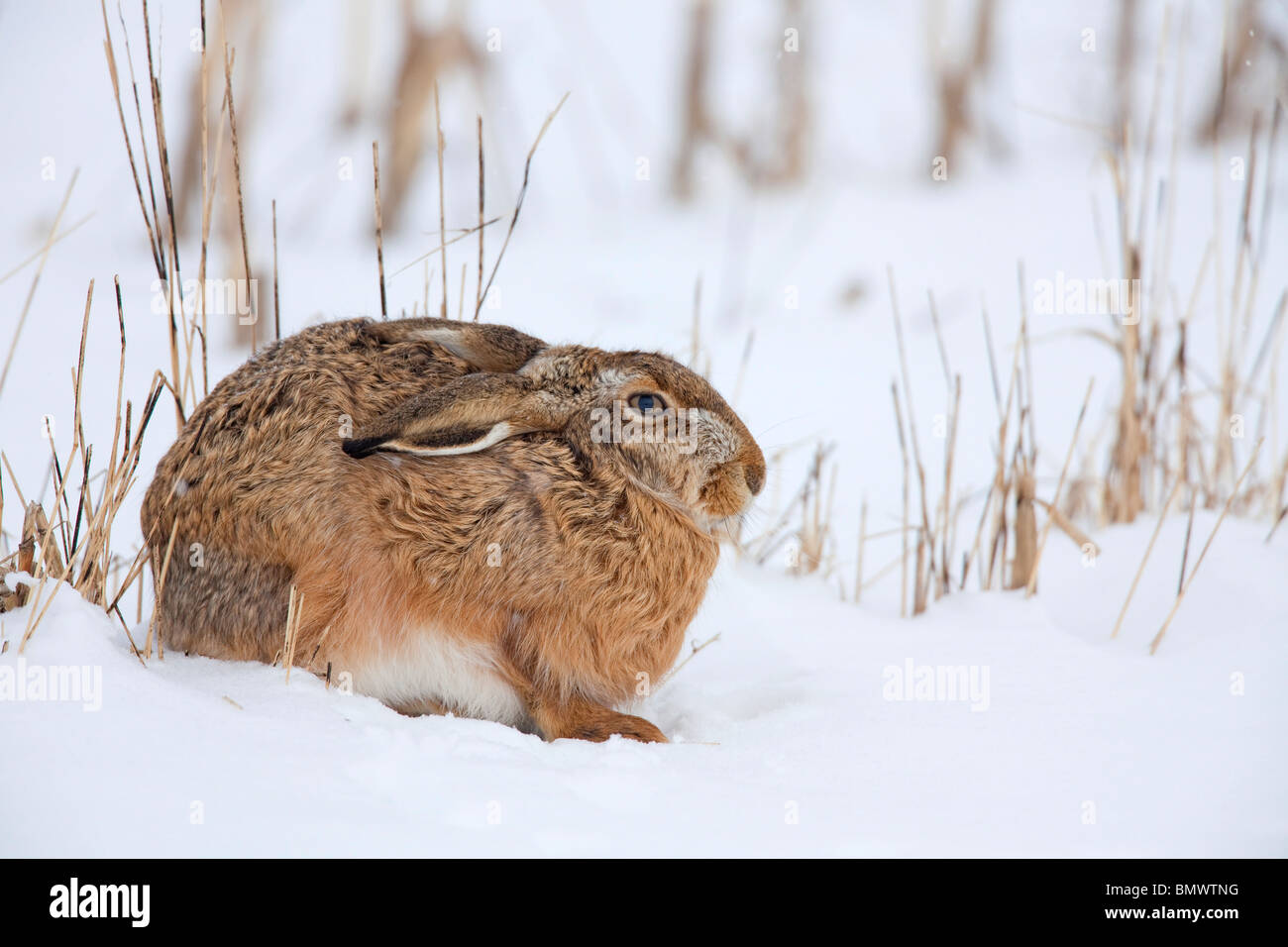 Braun Feldhase (Lepus Europaeus) sitzen im Schnee. Stockfoto