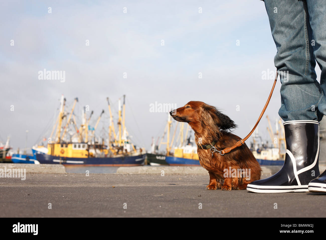 an der Leine 6 Jahren individuelle sitzen mit fliegenden Ohren mit seinem Meister am Hafen, Deutschland Stockfoto