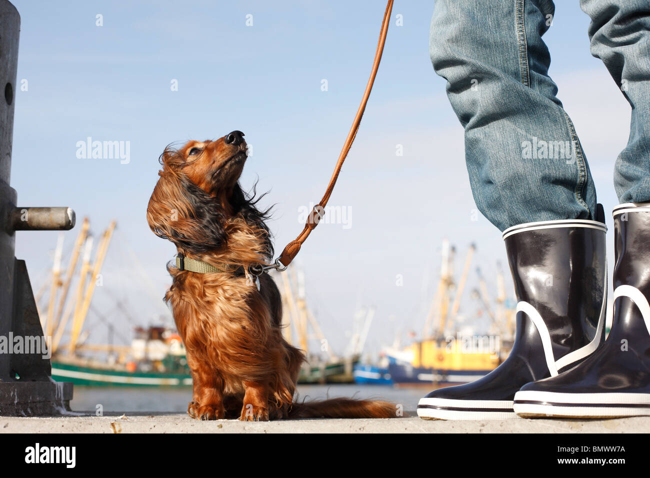 an der Leine 6 Jahren individuelle sitzen mit fliegenden Ohren mit seinem Meister am Hafen, Deutschland Stockfoto