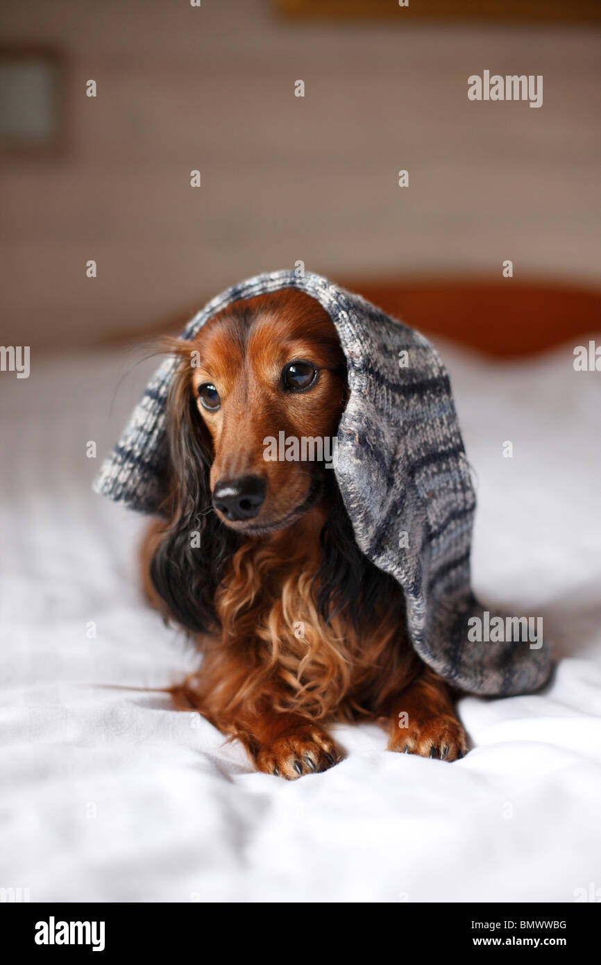Langhaar Dackel, Langhaar Dackel, Haushund (Canis Lupus F. Familiaris), 6 Jahre alt einzelne auf einem Bett liegend Stockfoto