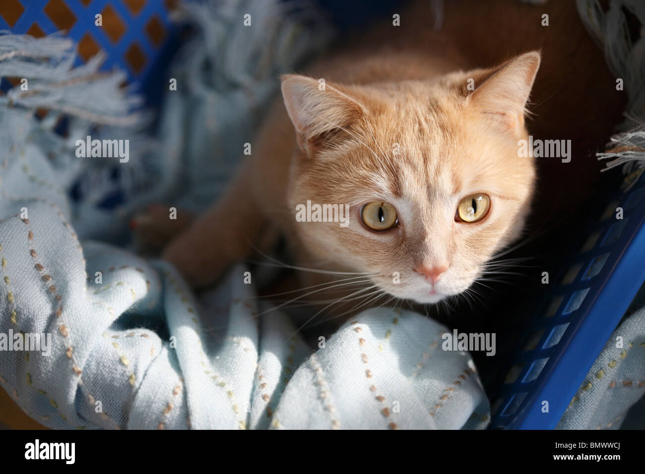 Britisch Kurzhaar (Felis Silvestris F. Catus), Kater 2 Jahre alt, sitzt in einem Wäschekorb, Deutschland Stockfoto