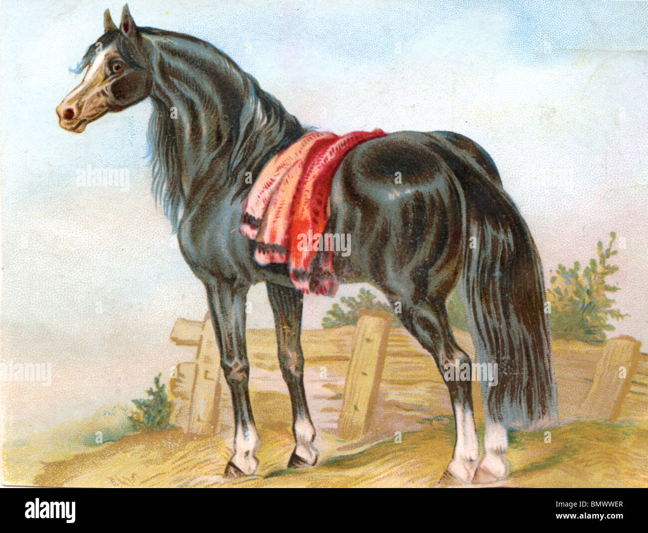 Schwarzes Pferd Stockfoto