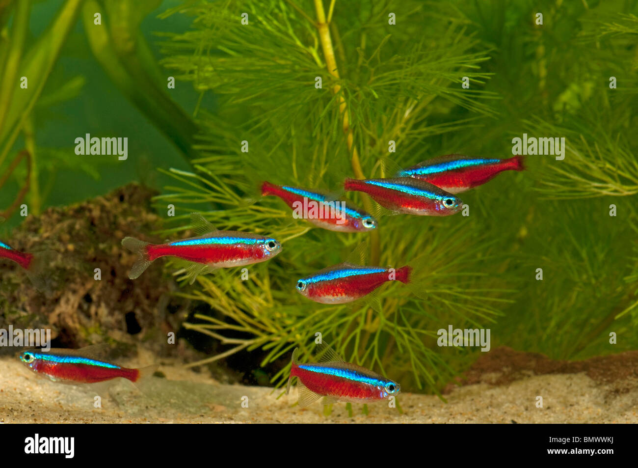 Neon Tetra, Kardinal Tetra (Paracheirodon Axelrodi). Schwarm in einem Aquarium. Stockfoto